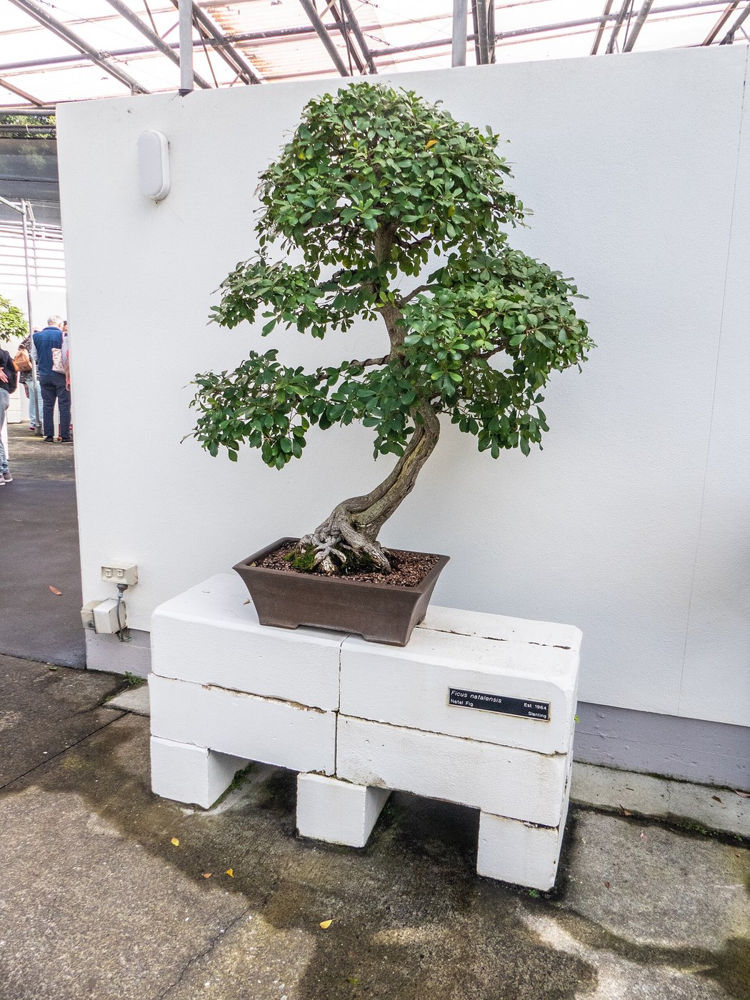 Natal fig bonsai at Brisbane Botanic Gardens.