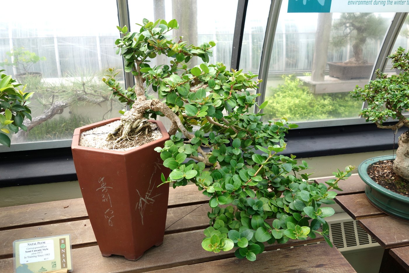 Natal plum bonsai at Krohn Conservatory.
