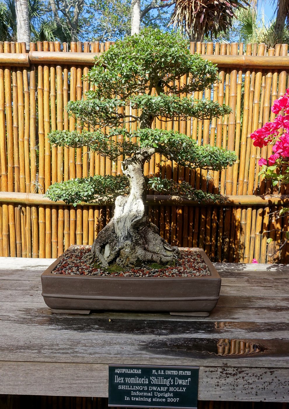 Schilling’s dwarf yaupon holly bonsai at Marie Selby Botanical Gardens.