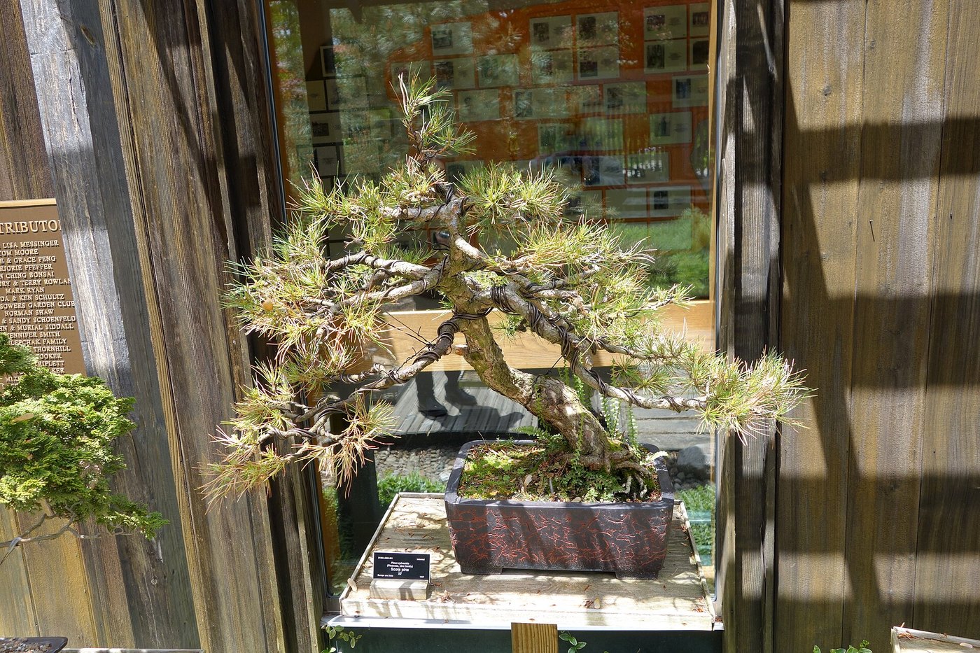 Scots pine bonsai at Dawes Arboretum.