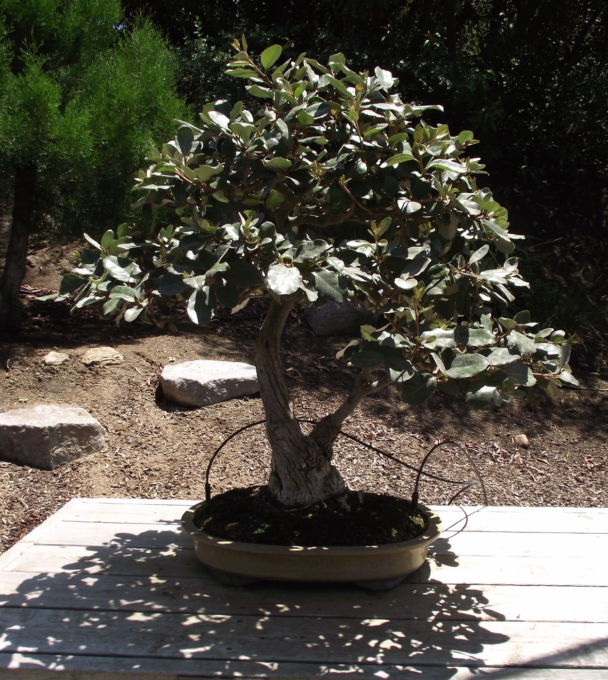 American silverberry bonsai, Elaeagnus commutata, at San Diego Zoo Safari Park.