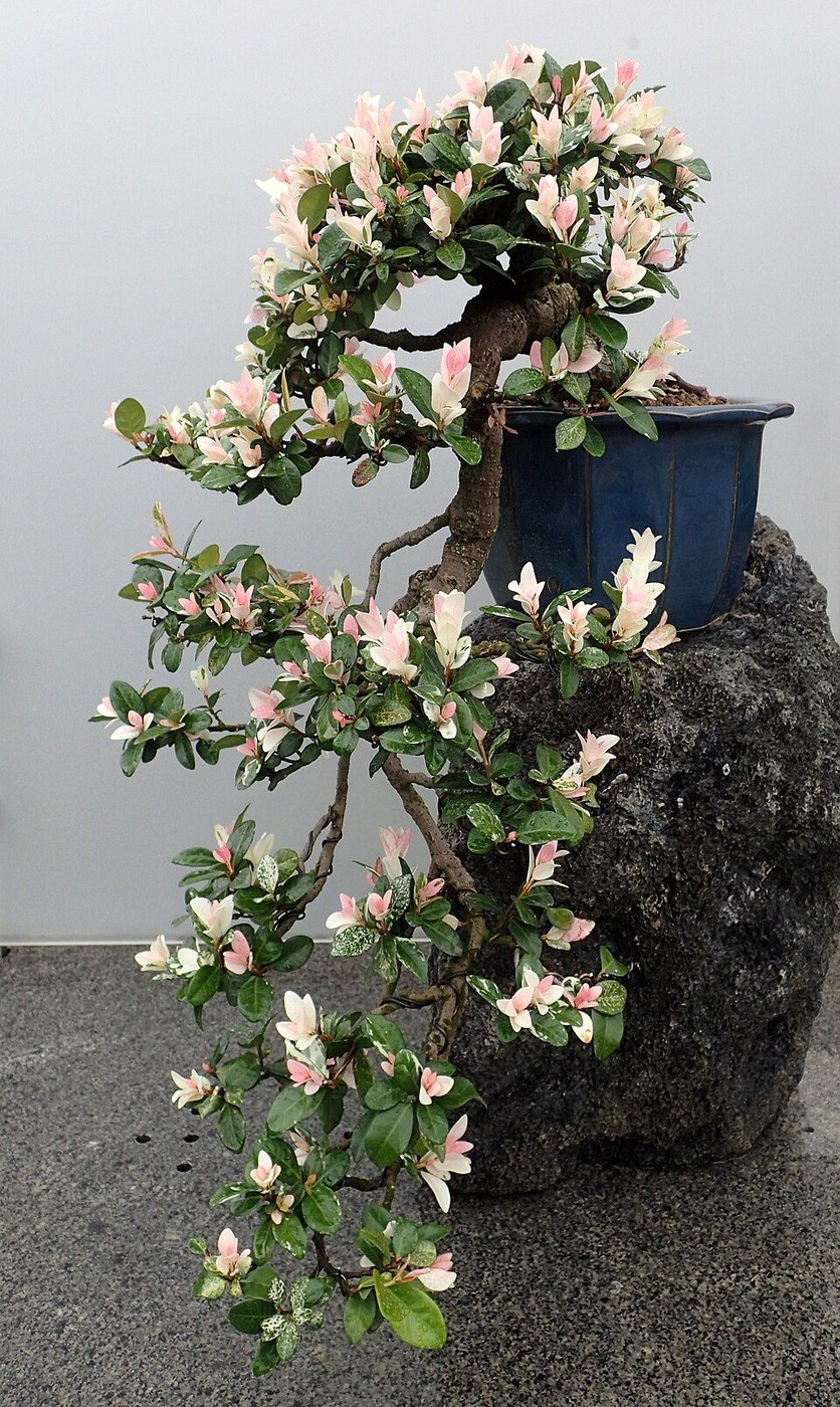 Variegated Asian jasmine bonsai, Trachelospermum asiaticum ‘Variegata’, at Chicago Botanic Garden.