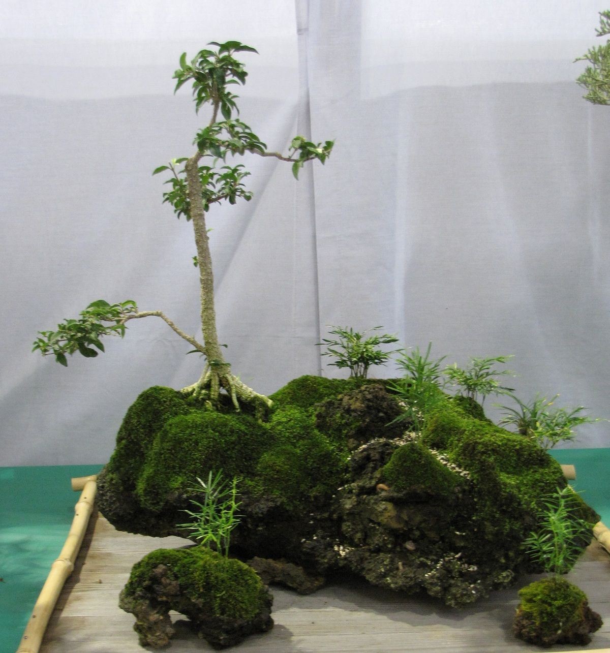 Barbados cherry bonsai, Malpighia emarginata, in a root over rock arrangement. Photo cropped to the planted display.