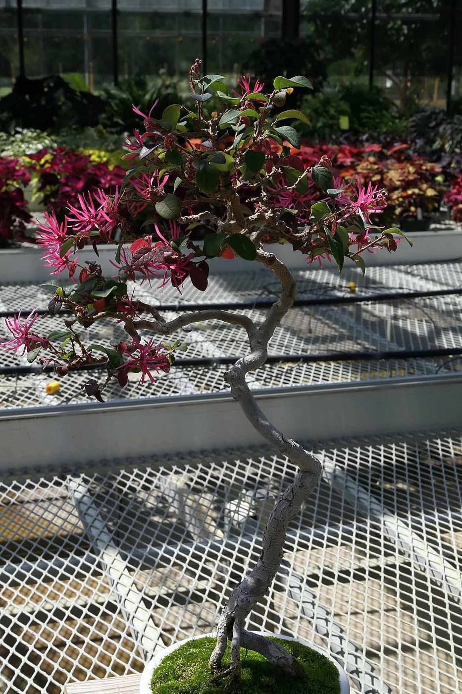 chinese fringe flower bonsai.