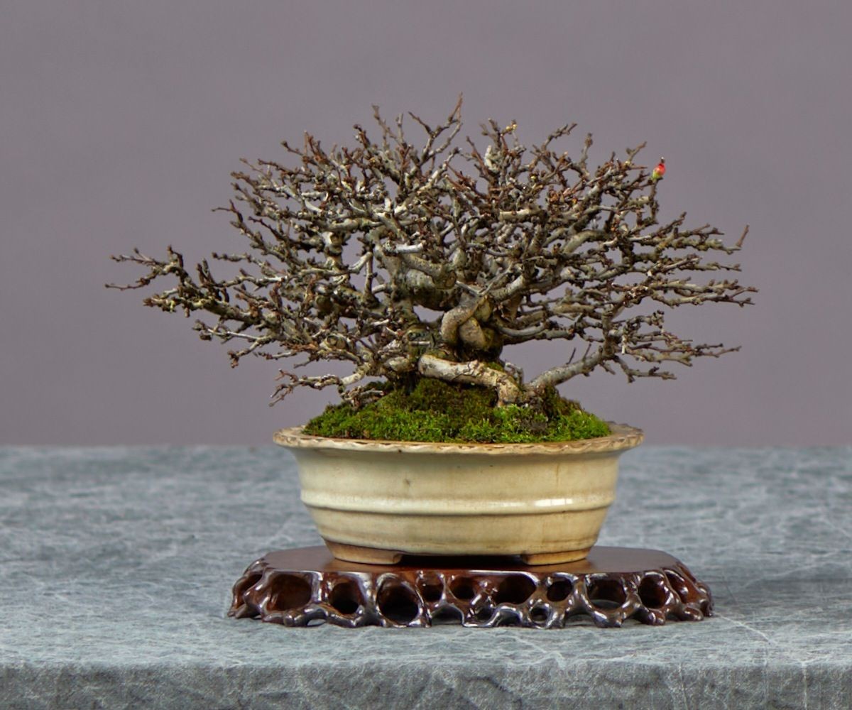 Chojubai quince bonsai, Chaenomeles japonica ‘Chojubai’. Cropped from the Pacific Bonsai Expo display photograph.