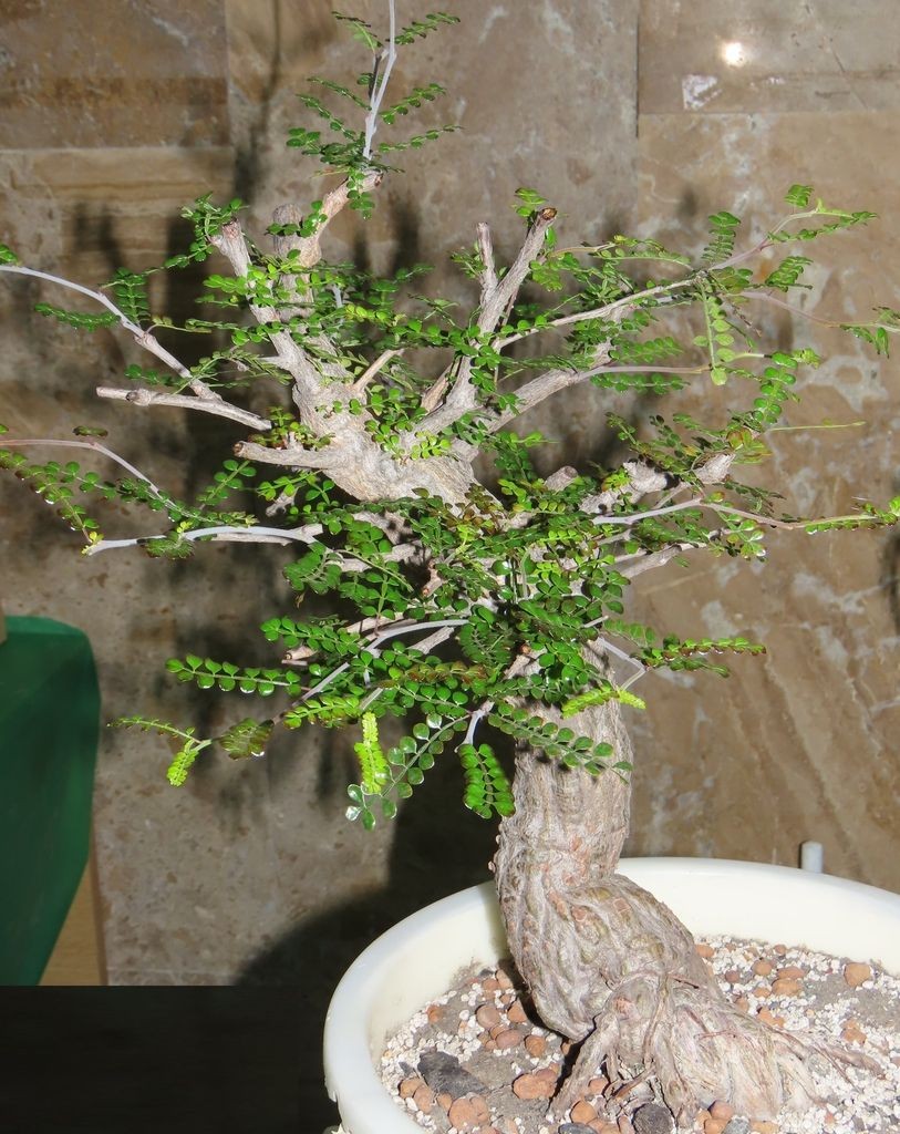 Elephant tree, Operculicarya decaryi, trained in a container.