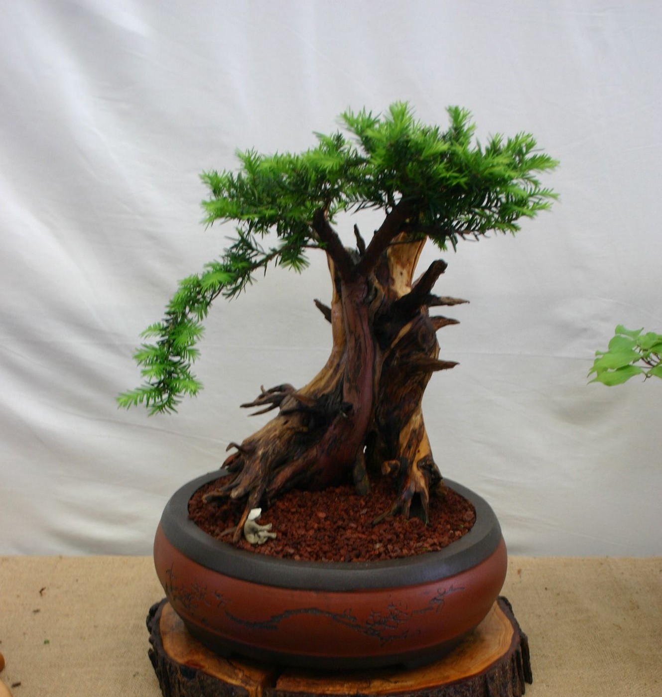 English yew bonsai, Taxus baccata. Photo cropped to the tree and pot.