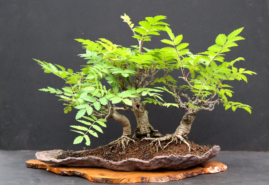 European mountain ash bonsai group, Sorbus aucuparia, photographed by Jerry Norbury.