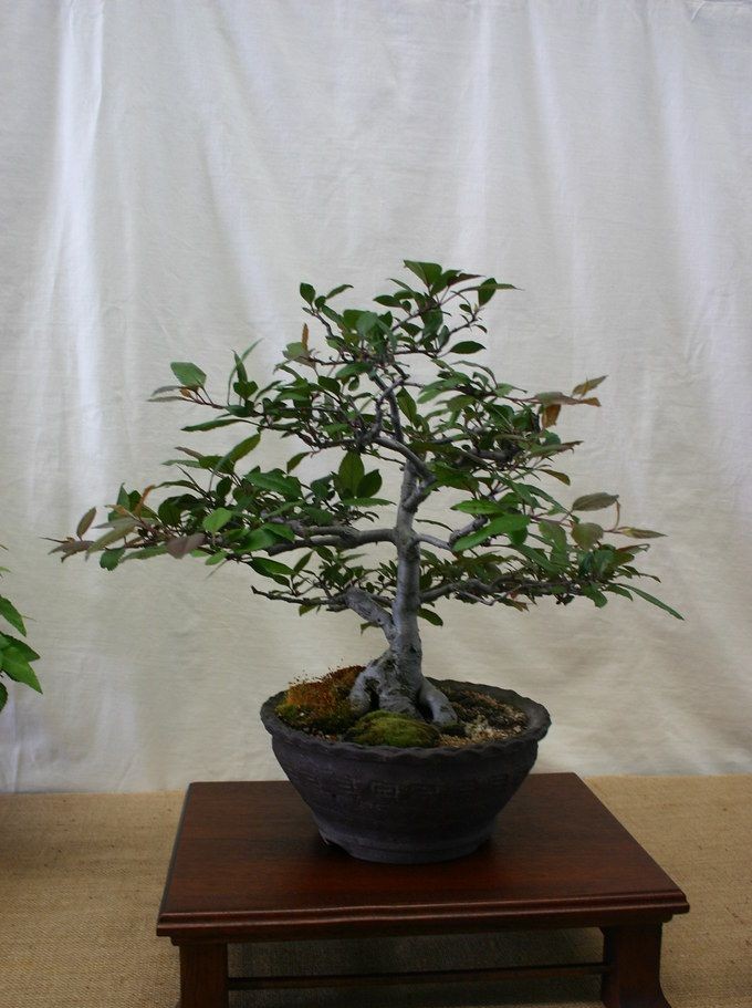 flowering crabapple bonsai. Photo cropped to the tree and pot.