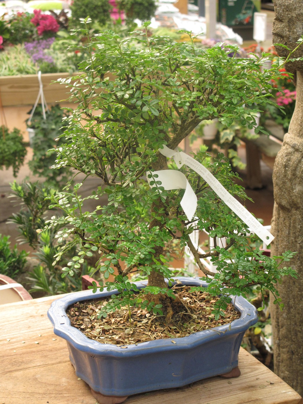 Zanthoxylum bonsai in a shallow pot.
