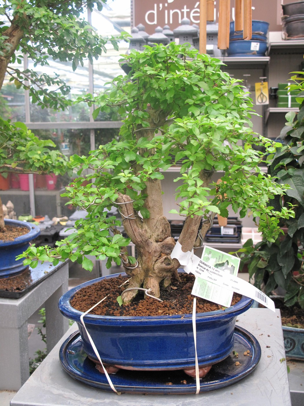 golden dewdrop bonsai.