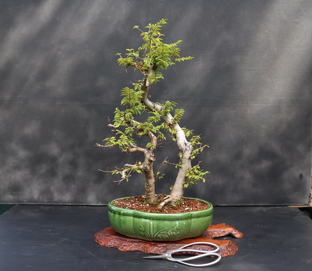 Jacqueline Hillier elm bonsai, photographed by Jerry Norbury.