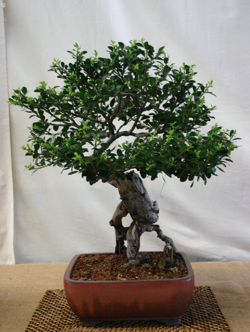 japanese holly bonsai. Photo cropped to the tree and pot.