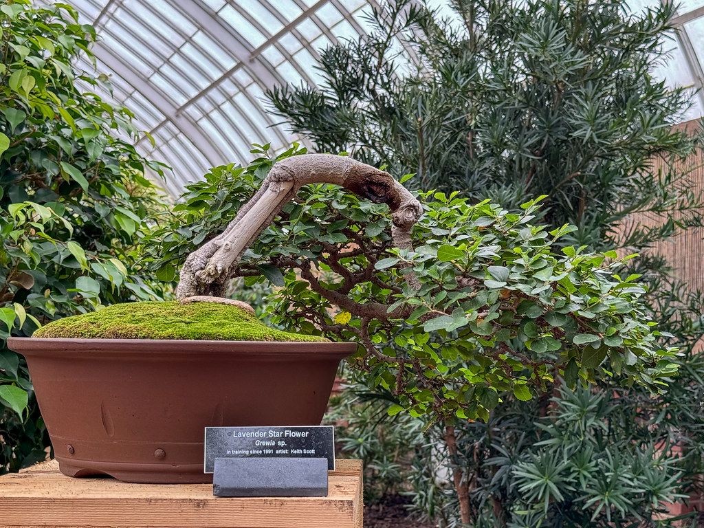 Lavender star flower bonsai at Phipps Conservatory.