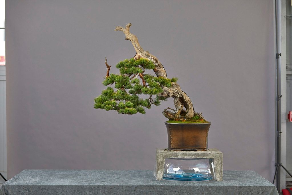 Limber pine bonsai, Pinus flexilis, from the Pacific Bonsai Museum special display.