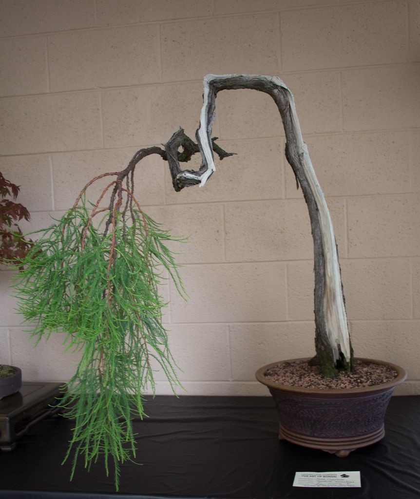 Pond cypress bonsai, Taxodium ascendens, at Hidden Lake Gardens.
