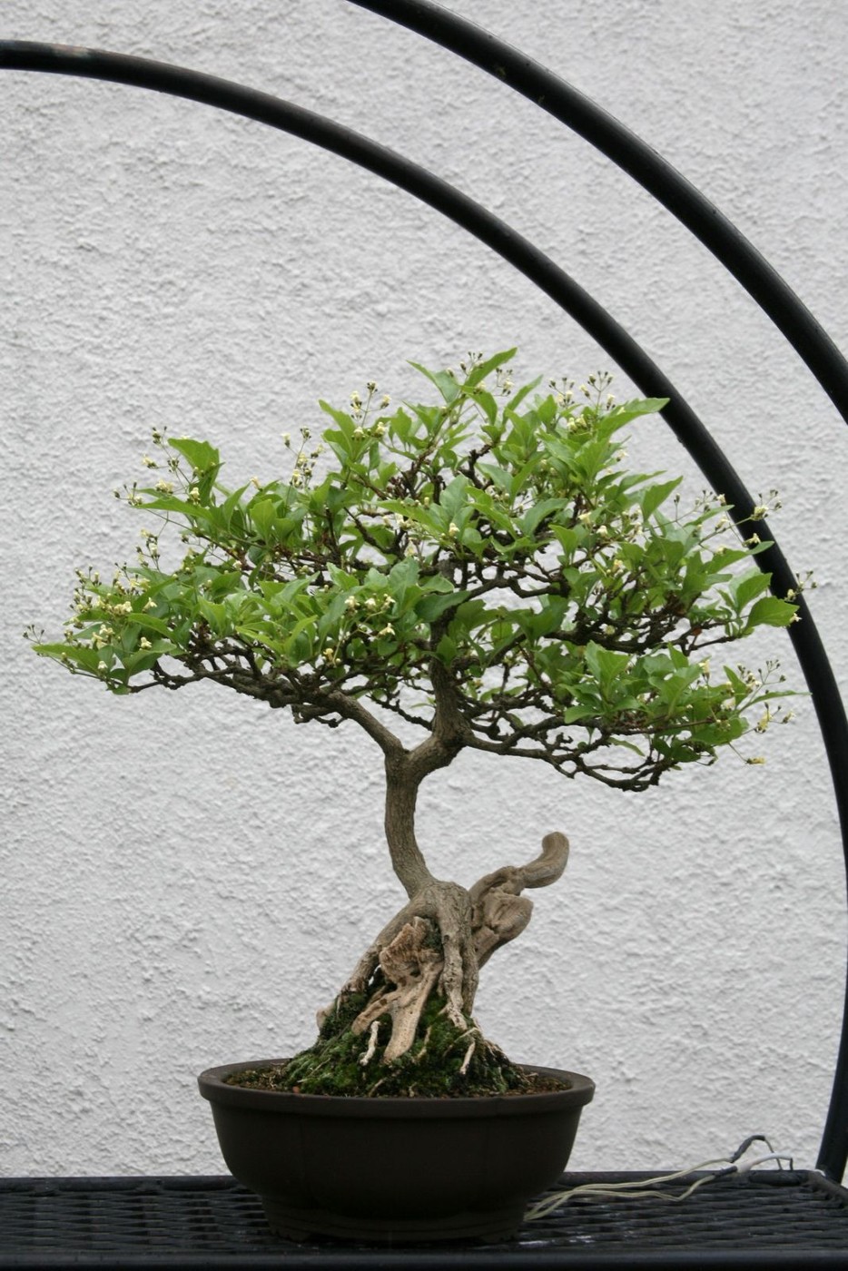 Japanese Premna bonsai, Premna japonica, at the US National Bonsai and Penjing Museum.