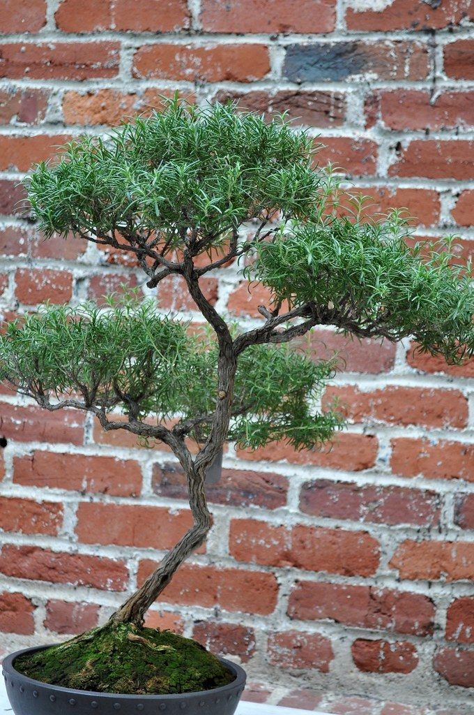 Rosemary bonsai with a curved trunk and fine evergreen foliage.