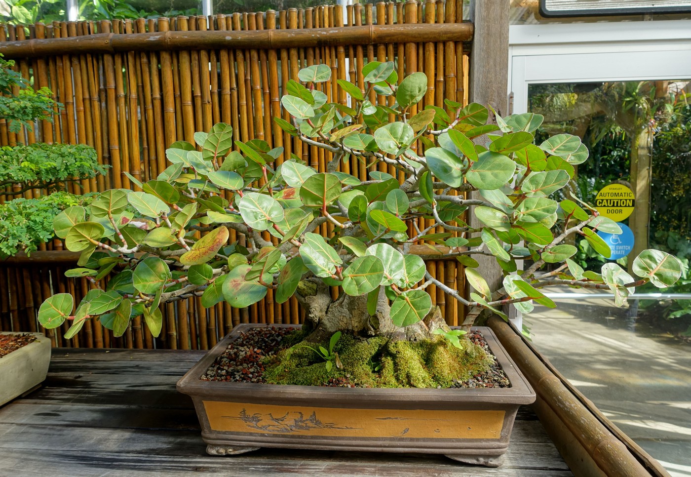 Sea grape bonsai, Coccoloba uvifera, at Marie Selby Botanical Gardens.