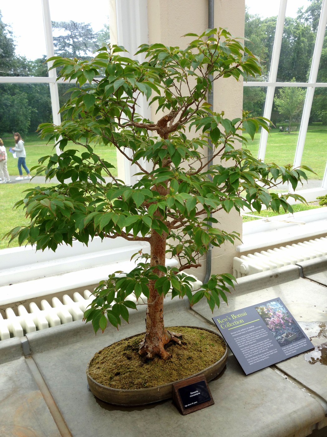 Tall Stewartia bonsai, Stewartia monadelpha, at Kew Gardens.