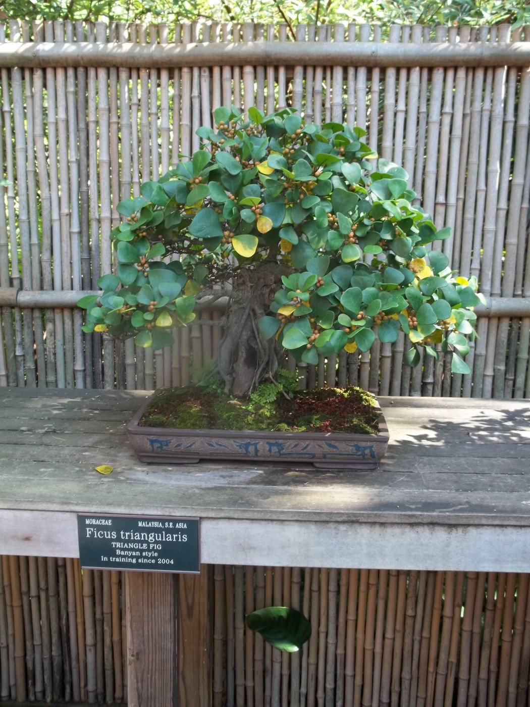 triangle fig bonsai.