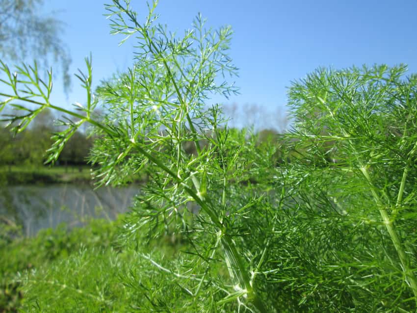 Fine divided dill leaves and a green stem against blue sky.
