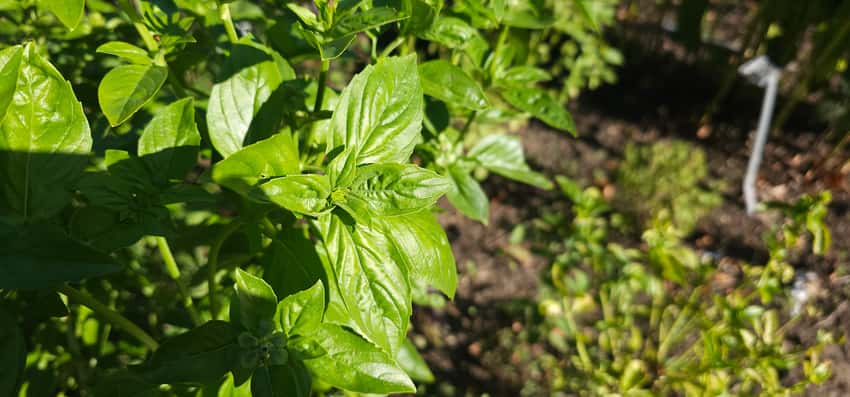 Broad green sweet basil leaves growing on the plant.