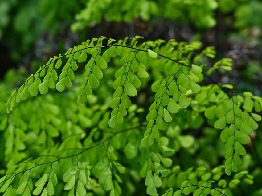 Delicate green Himalayan maidenhair fern leaflets on dark branching stems.