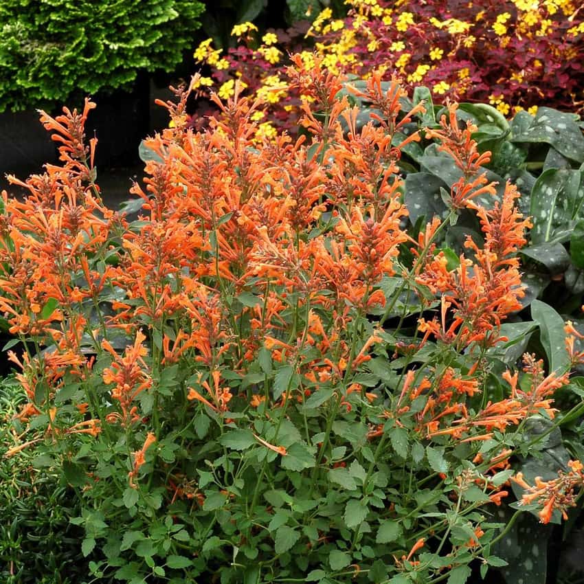 Upright spikes of orange Agastache Kudos Mandarin flowers above green foliage.