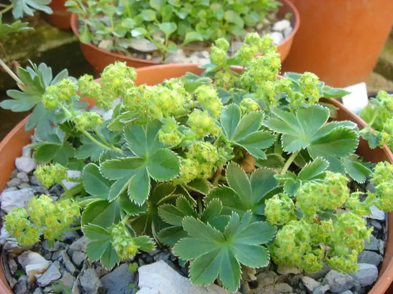 Dwarf lady’s mantle showing its rounded leaves and fresh flower clusters.