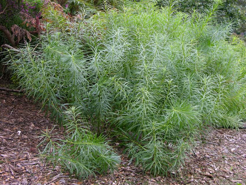 An established clump of threadleaf bluestar with fine, narrow green leaves.