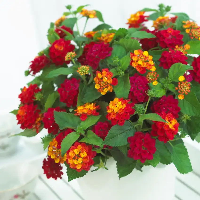 Mounded Bandana® Cherry lantana with red, orange and yellow flower clusters