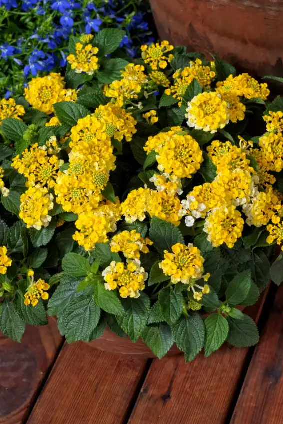 Yellow Bandana® Lemon Zest lantana clusters above textured green leaves