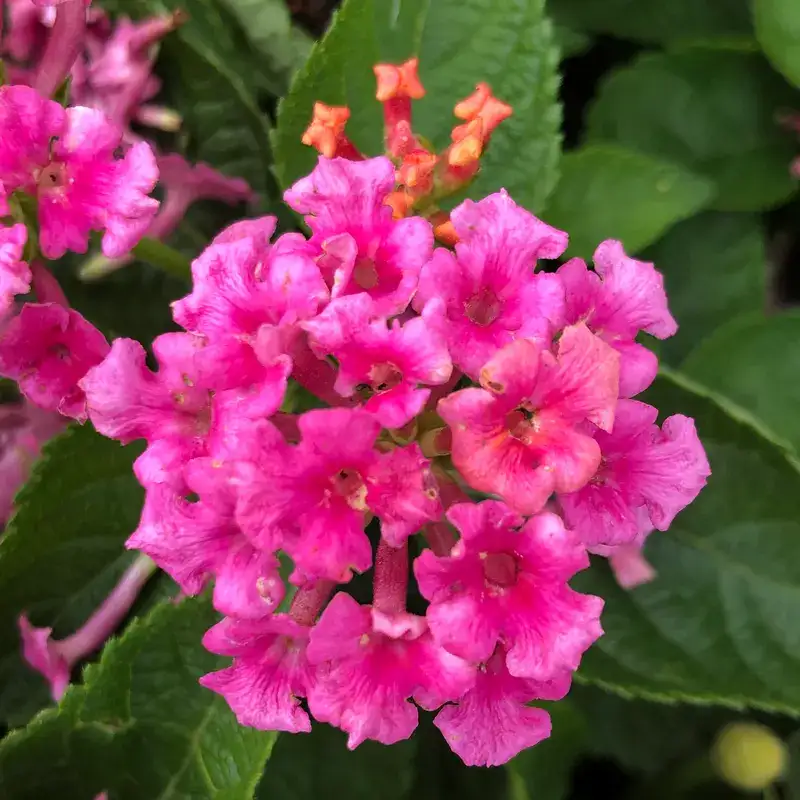 Close view of rose-pink Bandana® Rose lantana flowers