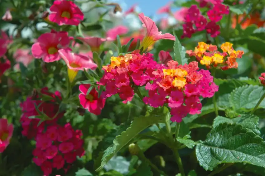 Pink, orange and yellow Bandana® Cherry Sunrise lantana flower clusters