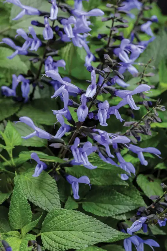 Rockin’® Blue Suede Shoes™ salvia, flowers and foliage