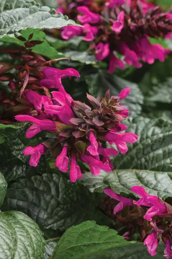 Rockin’® Fuchsia salvia, flowers and foliage