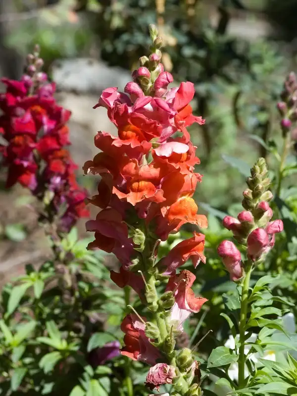Red-orange Antirrhinum majus snapdragon flower spikes
