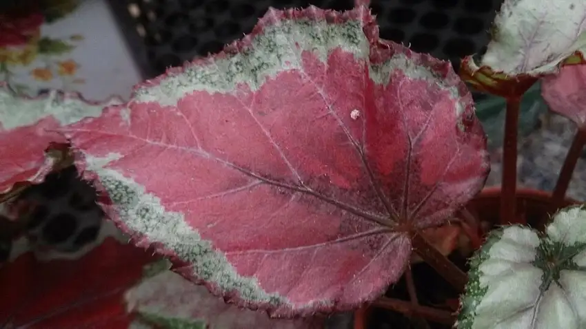 Rex begonia showing its colorful patterned foliage. Colors vary among selections.