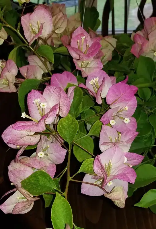 Bougainvillea, representative plant