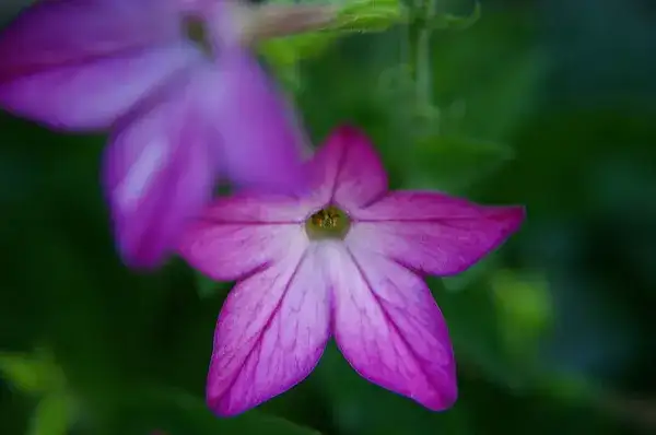 Bush violet, representative plant