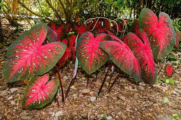 Caladium, representative plant
