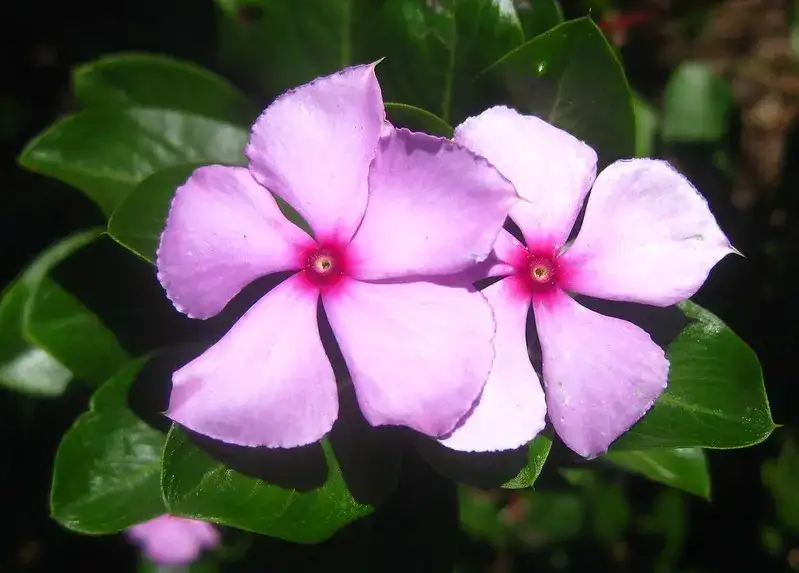 Annual vinca, representative plant