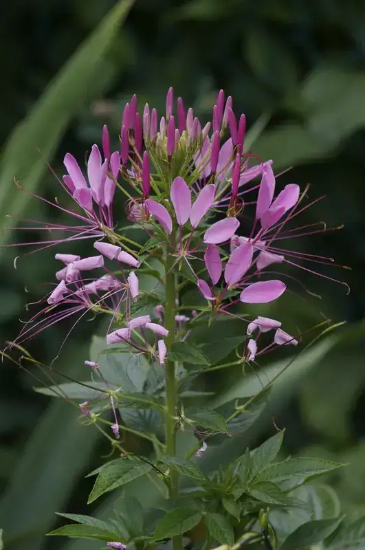 Spider flower, representative plant