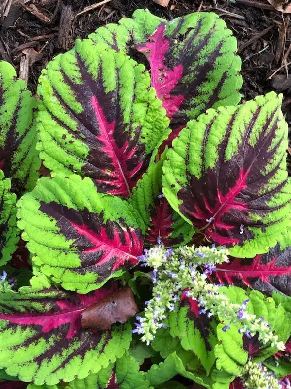 Coleus, representative plant