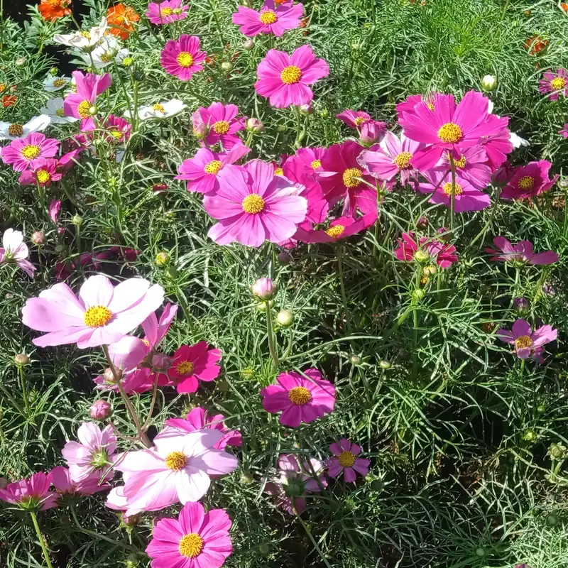 Pink and white Cosmos bipinnatus flowers and fine foliage