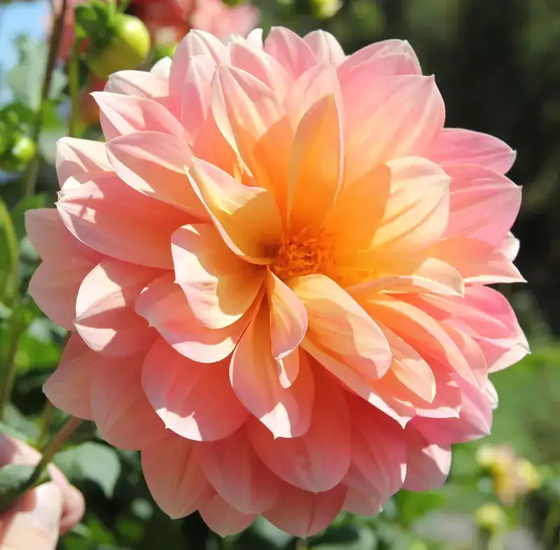 Dahlia, representative plant