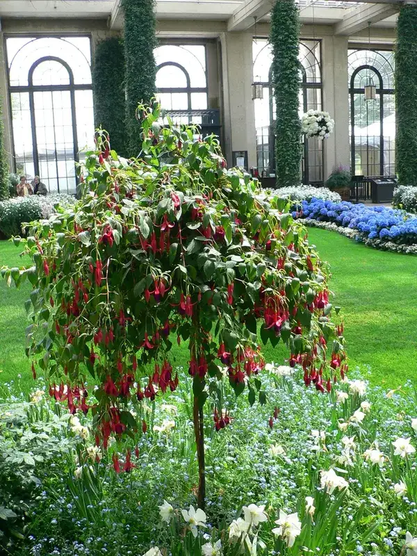 Hybrid fuchsia trained as a standard, with hanging flowers