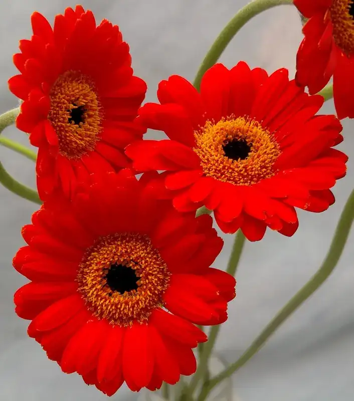 Gerbera daisy, representative plant