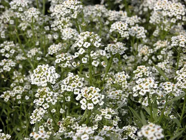 Sweet alyssum, representative plant